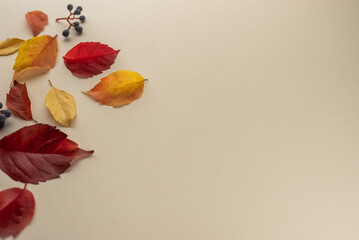 Autumn seasonal background with falling autumn leaves. Top view and copy space for text