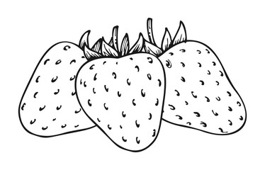 Strawberry monochrome line sketch. Fresh ripe mellow berries isolated on white background. Coloring book for children and adults. Wild strawberries bundle for magazine, card, menu, web pages, labels