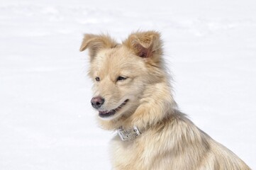 Fototapeta na wymiar hund dog Schnee