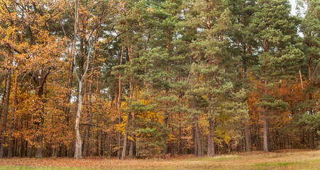 Naturalne tło wielobarwnych jesiennych liści na skraju lasu.