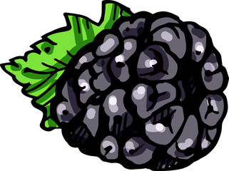 Hand drawn isolated ink blackberry. PNG colorful illustration