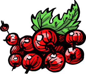 Hand drawn ink isolated red ribes. PNG colorful illustration