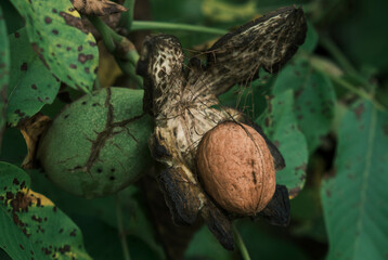 walnut on the tree, closeup