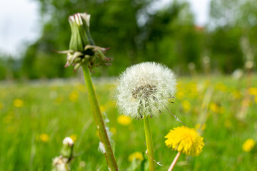 White and yellow dandelion on green meadow at summer