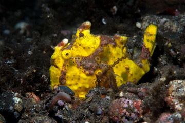 Warty Frogfish - Antennarius maculatus. Sea life of Tulamben, Bali, Indonesia.