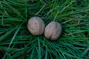walnut on the grass, closeup