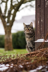 Cute tabby brown European shorthair cat, sitting by the wooden shed and watching what is happening in the garden. Winter mood with rest of snow dew outdoors.