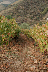 Fototapeta na wymiar Vineyard on autumn time. Portugal
