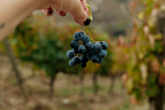 bunch of grapes on the hand