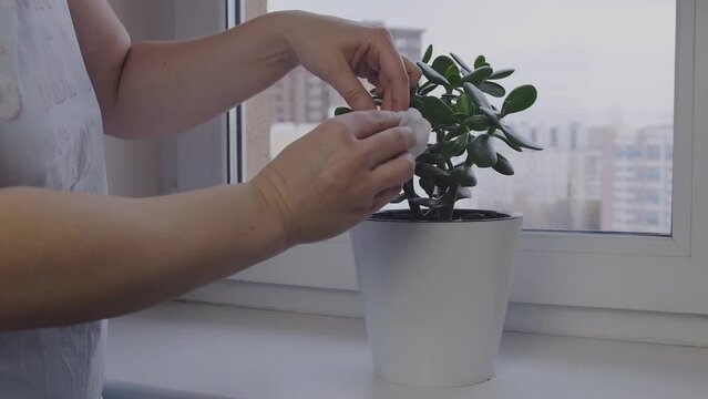 Woman wipe the leaves of a crassula in a white flower pot stands on a windowsill. Houseplant care, cleaning, dusting. Home plants on the windowsill.