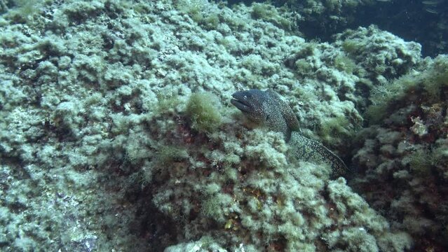 Wildlife undersea - Mediterranean moray eel