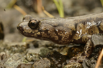 Closeup on a gorgeous colored adult Clouded salamander, Aneides ferreus in northern California