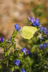 Beautiful summer flower scenery. Close up of a green butterfly on a  flower. Photo in shallow depth of field.