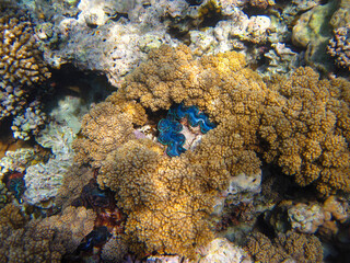 Tridacna gigas, Giant tridacna, or giant cocked hat in the Red Sea coral reef, Hurghada, Egypt