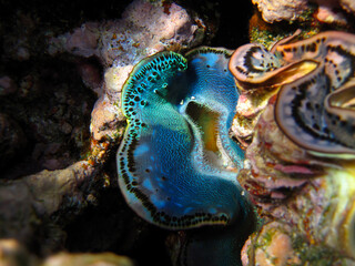Tridacna gigas, Giant tridacna, or giant cocked hat in the Red Sea coral reef, Hurghada, Egypt