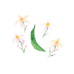 Watercolor lemon inflorescence and leaf. Botanical isolated illustration. Ready image for your design