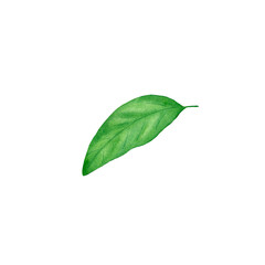 Watercolor lemon leaf. Botanical isolated illustration. Ready image for your design