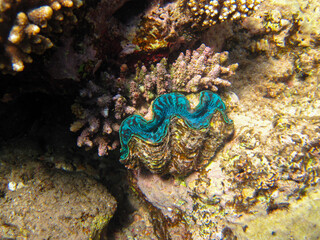 Tridacna gigas, Giant tridacna, or giant cocked hat in the Red Sea coral reef, Hurghada, Egypt