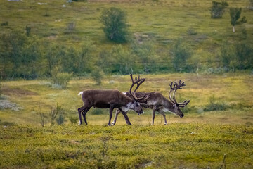 Herd of  wild reindeer in the tundra of Norway