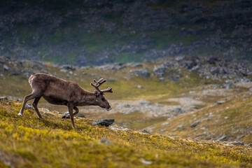 Wild reindeer in the tundra of Knivskjellodden,  Norway