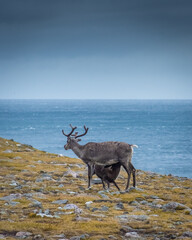 Mother reindeer lactating her cub in the tundra of the North Cape,  Norway