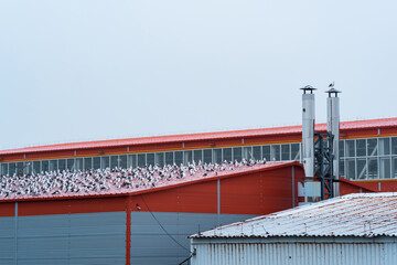 industrial landscape, many seagulls sit on the roof of a fish processing plant