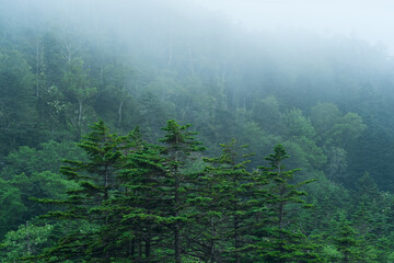 foggy mountain forest on the slope of the volcano on the island of Kunashir - obrazy, fototapety, plakaty