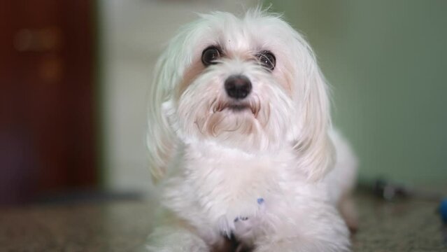 Portrait of a white maltese shih tzu dog looking at the camera.