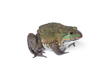 Chinese edible frog, East, Asian, bullfrog, Taiwanese, frog, (Hoplobatrachus rugulosus). isolated on white background.