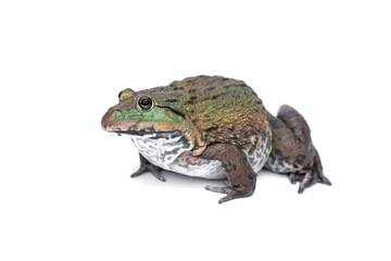 Chinese edible frog, East, Asian, bullfrog, Taiwanese, frog, (Hoplobatrachus rugulosus). isolated on white background.