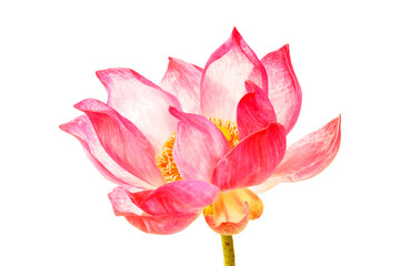 lotus flower