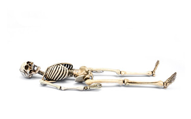 Human skeleton lying down. death concept. isolated on white background. - obrazy, fototapety, plakaty