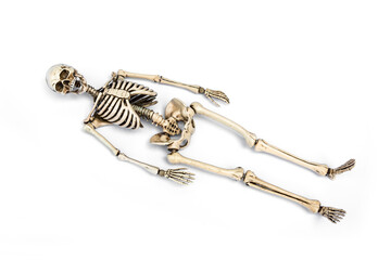 Human skeleton lying down. death concept. isolated on white background.