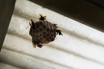 paper wasp nest on a home roof with swarm of wasp and the queen