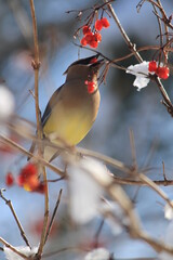 cedar waxwing