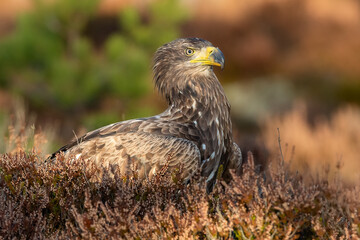 Eagle in the bog at fall