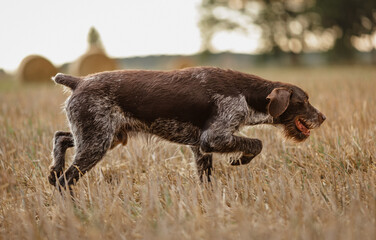 Deutsch Drahthaar Rüde am Feld bei der Arbeit, Jagdhund in Action
