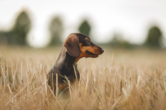 Miniatur Dackelh&uuml;ndin am Feld, seitliches Portrait bei der Arbeit