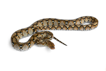 Baby snake Reticulated Python (Malayopython reticulatus) isolated on white background.