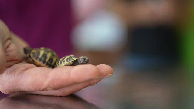 Closeup dolly shot of a man or vet holding two little Hermann's or Greek tortoises in a hand.