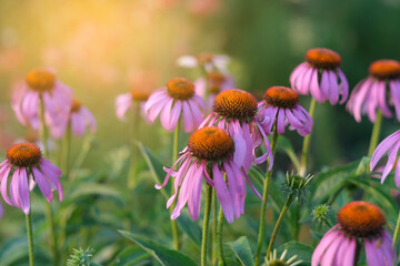 Echinacea on the background of blurred greenery