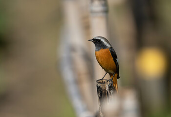 冬鳥のジョウビタキ