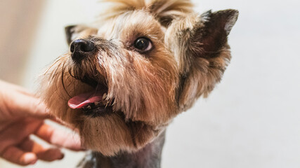 Yorkshire terrier grooming and brushing at home by professional groomer