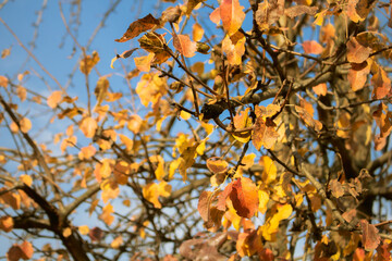 golden leaves of the poplar in autumn on the background of the blue sky