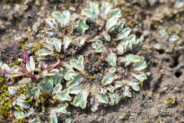 地面に生える苔