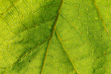 太陽の光が透ける葉脈