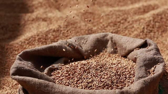 wheat grains are falling on pile in bindle bag after agricultural activity. Harvest time. Grain elevator, agrarian facility complex designed to stockpile or store grain.
