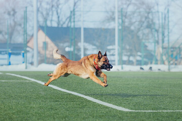 Working malinois dog. Belgian shepherd dog. Police, guard dog