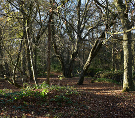 Woodland On a Winters Morning
