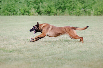 Belgian Shepherd Malinoisdog running. Dog playing outdoor. Summertime. Happy dog on the walk. Active pet